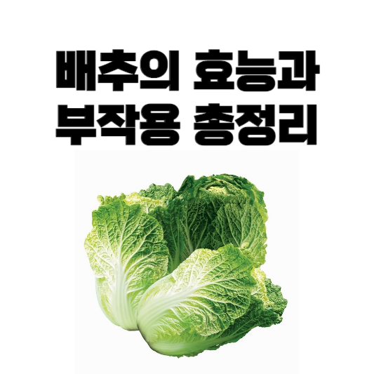 배추의 효능과 부작용