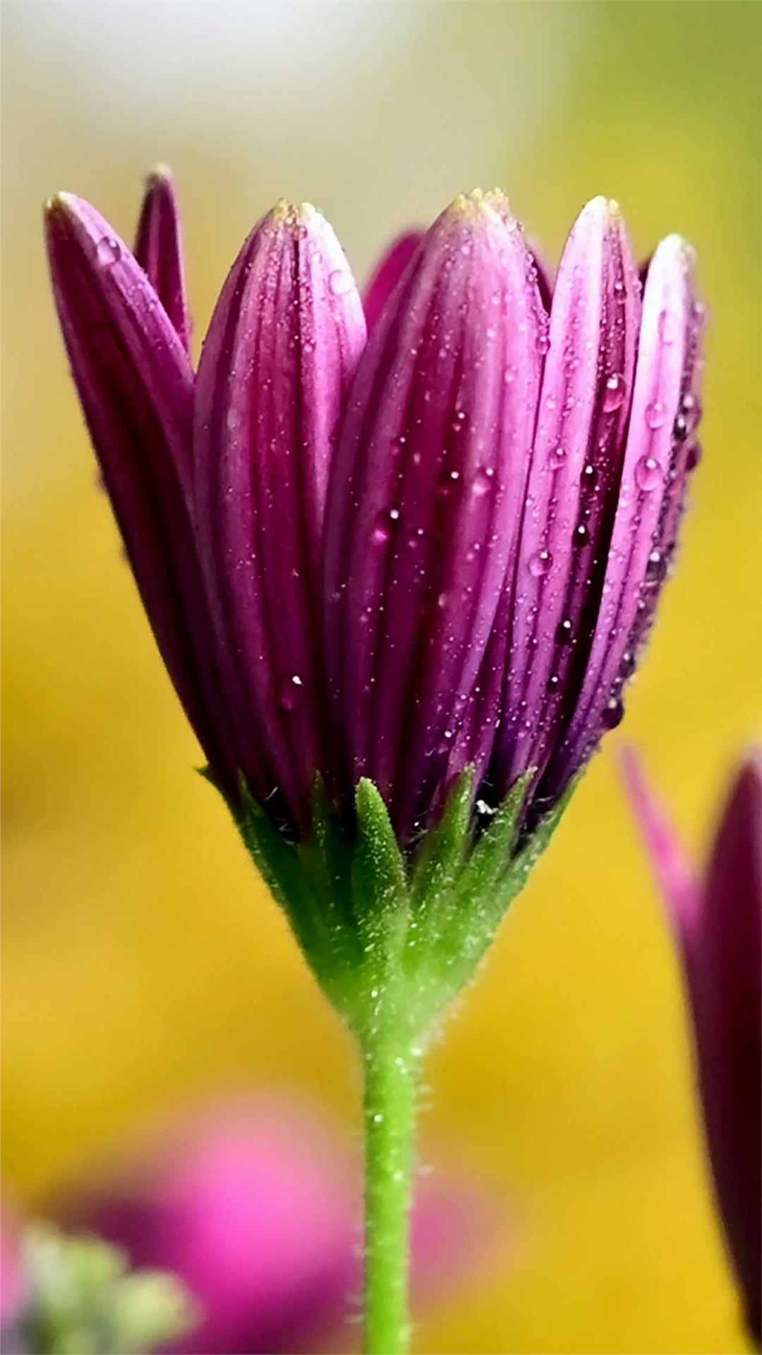 Daisy Flower iPhone Wallpaper