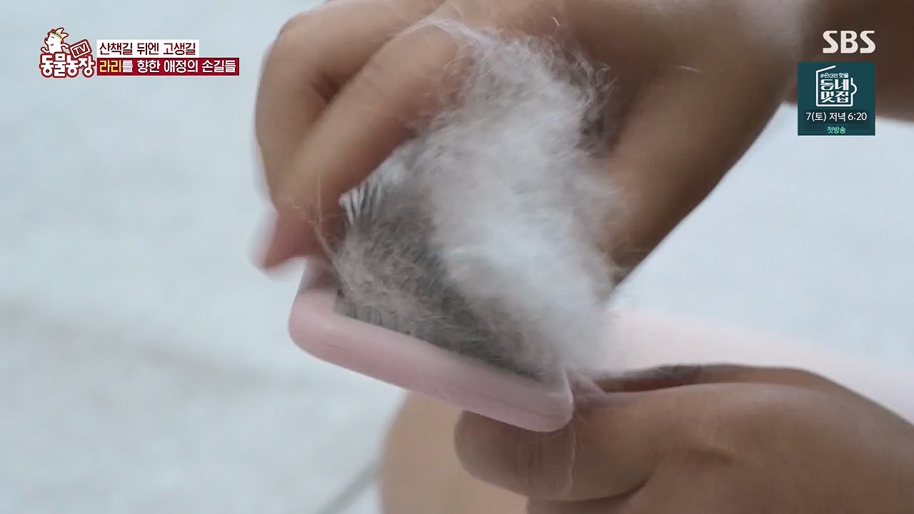 TV 동물농장.E1187.240902p-NEXT.mp4_20240901_155454.147.jpg