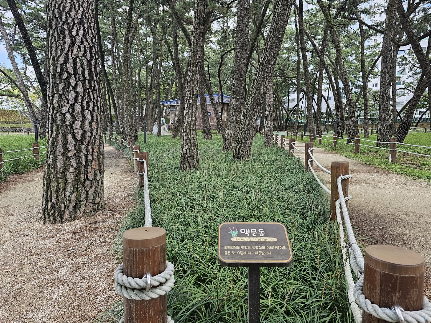 맥문동 설명