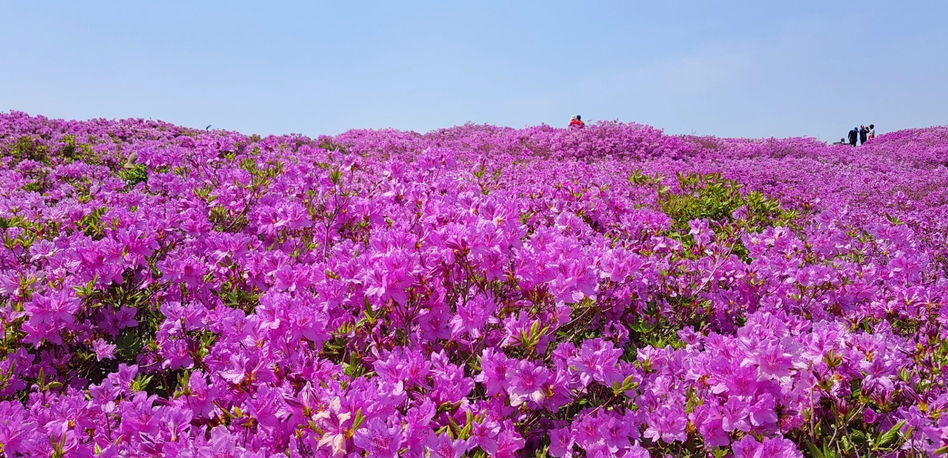5월 황매산 철쭉