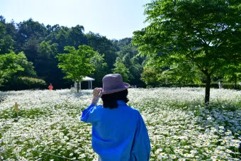 함안 악양생태공원 샤스타데이지 꽃밭 완벽 관람 가이드_10