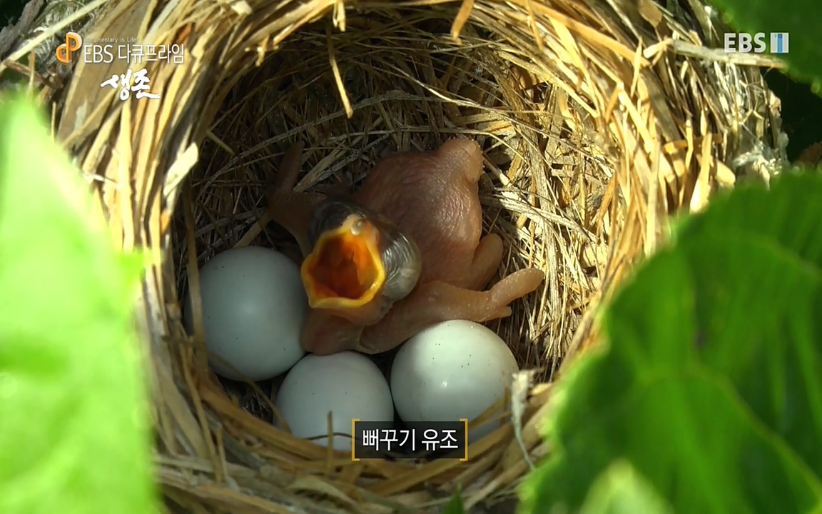 생존 3부_ EBS 다큐프라임_ 220629.avi_20220701_204257.420.jpg