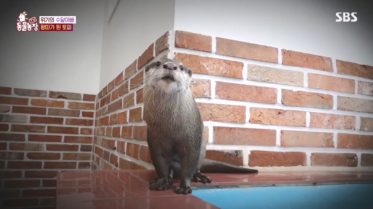 TV 동물농장.E1145.231113p-NEXT.mp4_20231112_173441.084.jpg