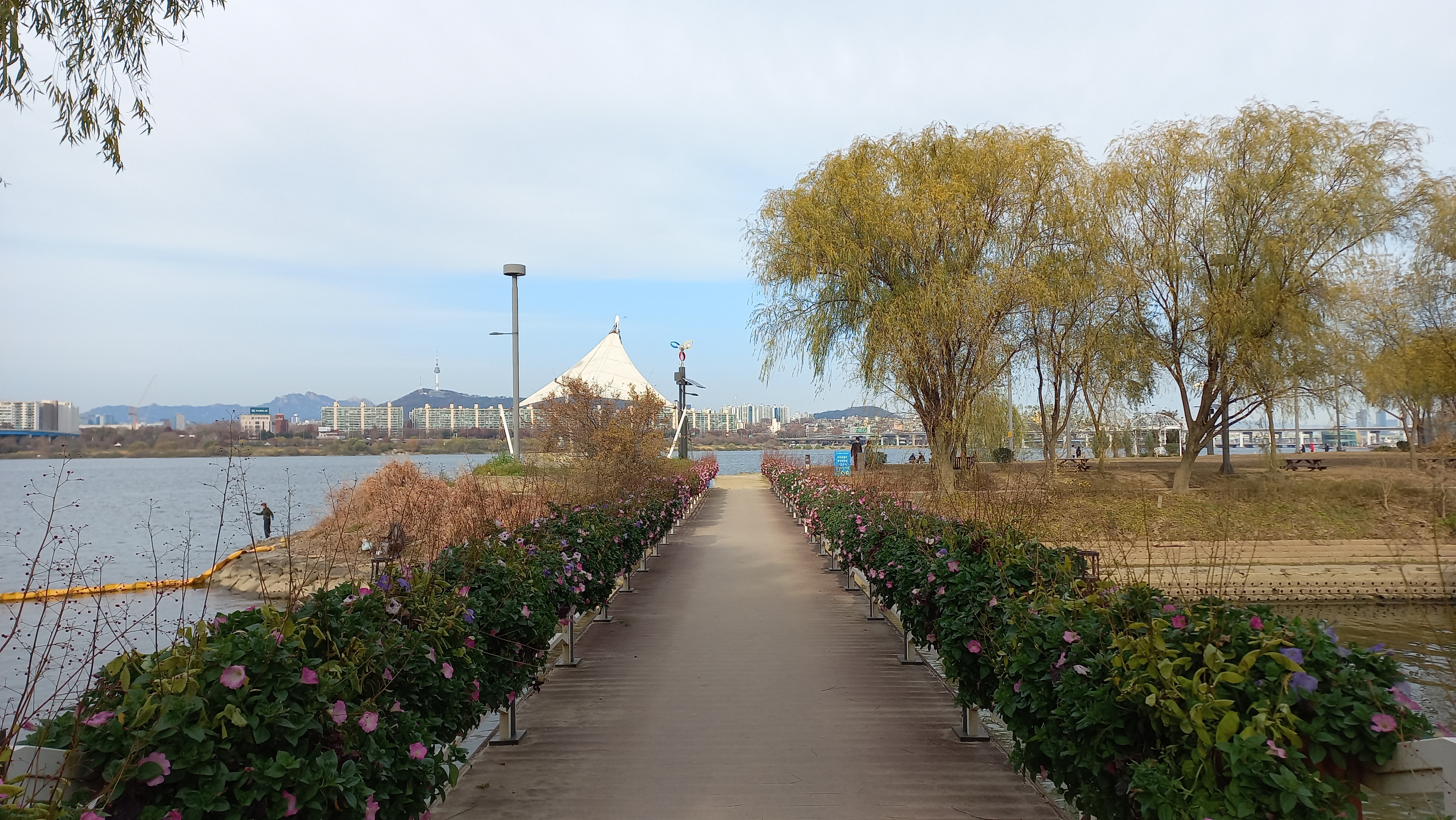 반포한강공원 서래섬에 핀 늦가을 유채꽃