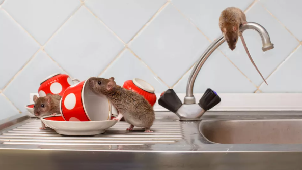 싱크대 위의 쥐 몇 마리(이미지 출처: Shutterstock)
