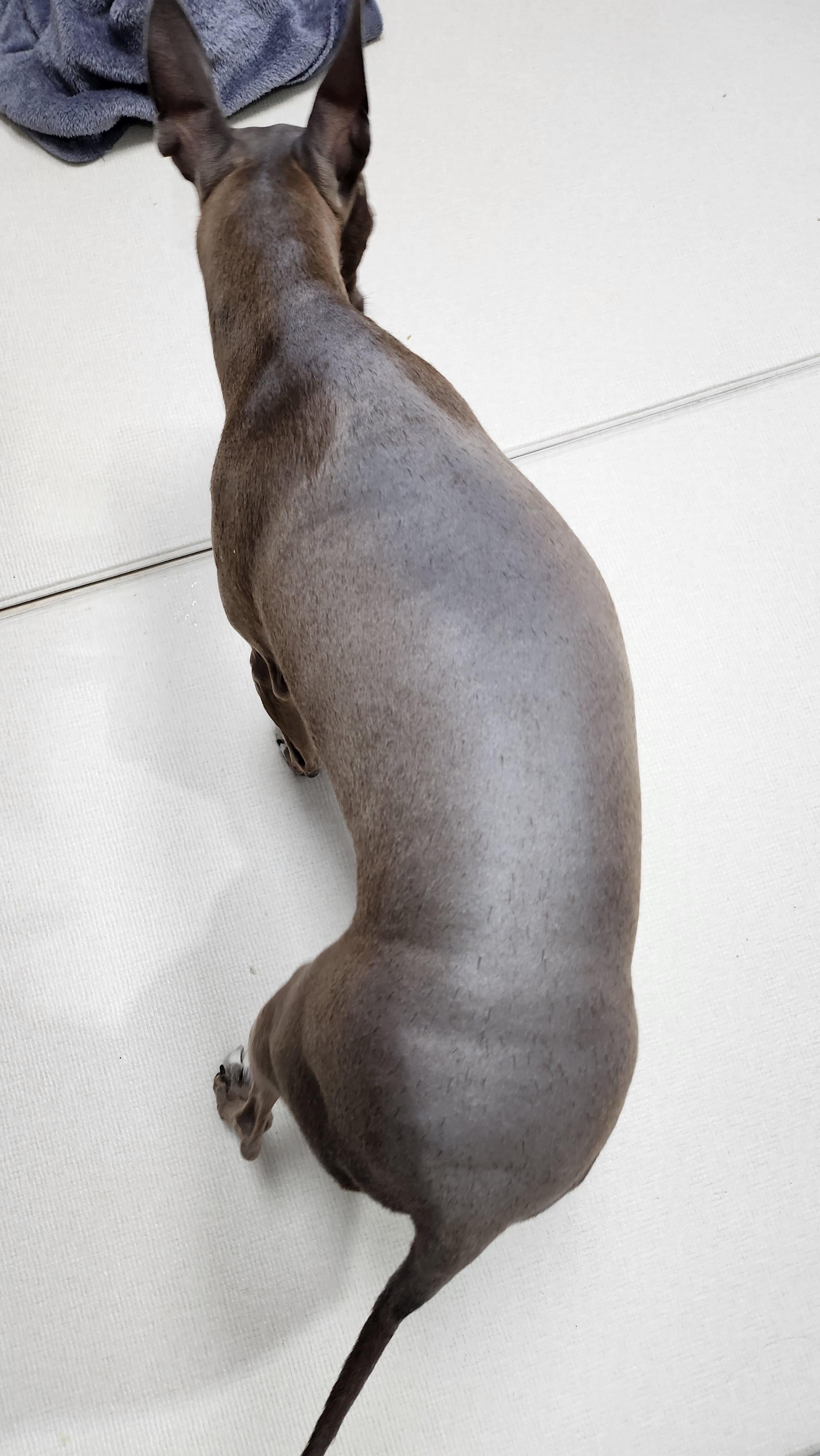  강아지 곰팡이 피부염 치료기