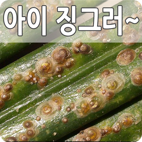  화초에 끈적이는 진물 깍지벌레 개각충 퇴치방법