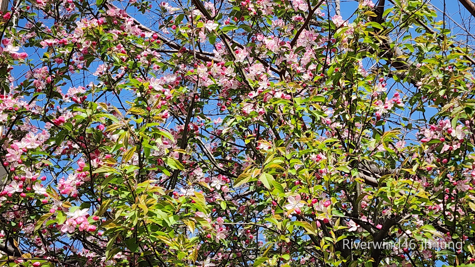 꽃사과 꽃(Malus floribunda)