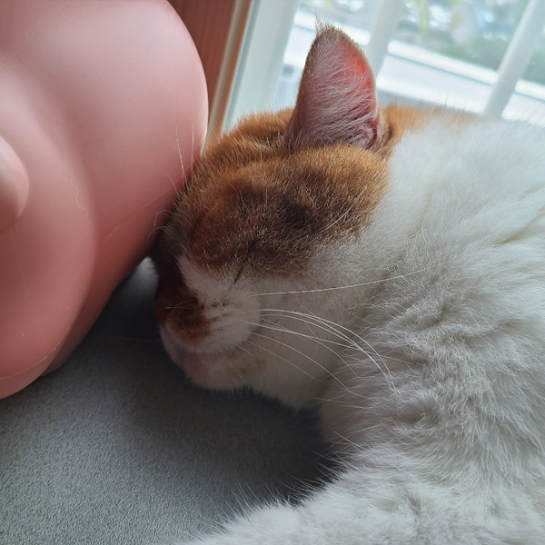  고양이 테이블야자 - 먹어도 될까?