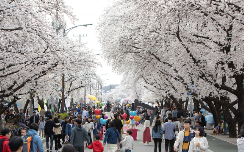 안동 벚꽃축제