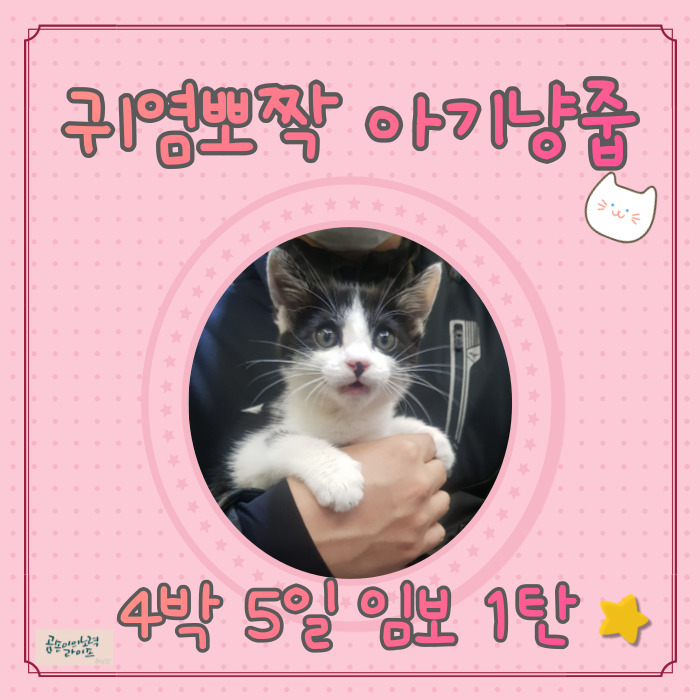  귀염뽀짝한 아기 냥줍 : 4박 5일 임시 보호 1탄