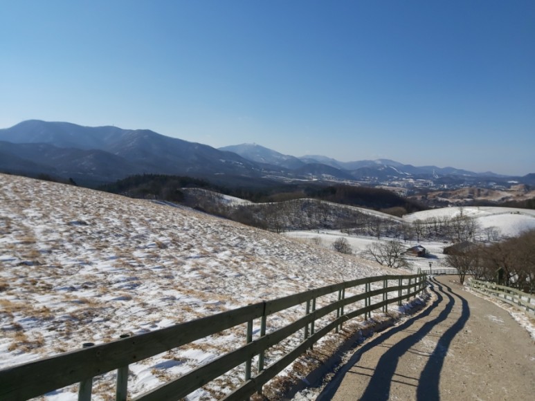 대관령 양떼목장에서 아기양들을 만나요~!!! 21년 12월 30일 겨울여행 22