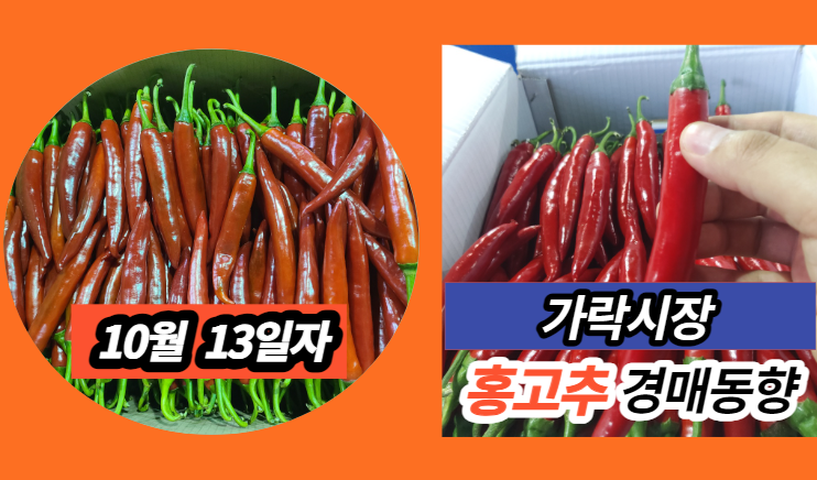  [경매사 일일보고] 10월 13일자 가락시장 홍고추 경매동향을 살펴보겠습니다!