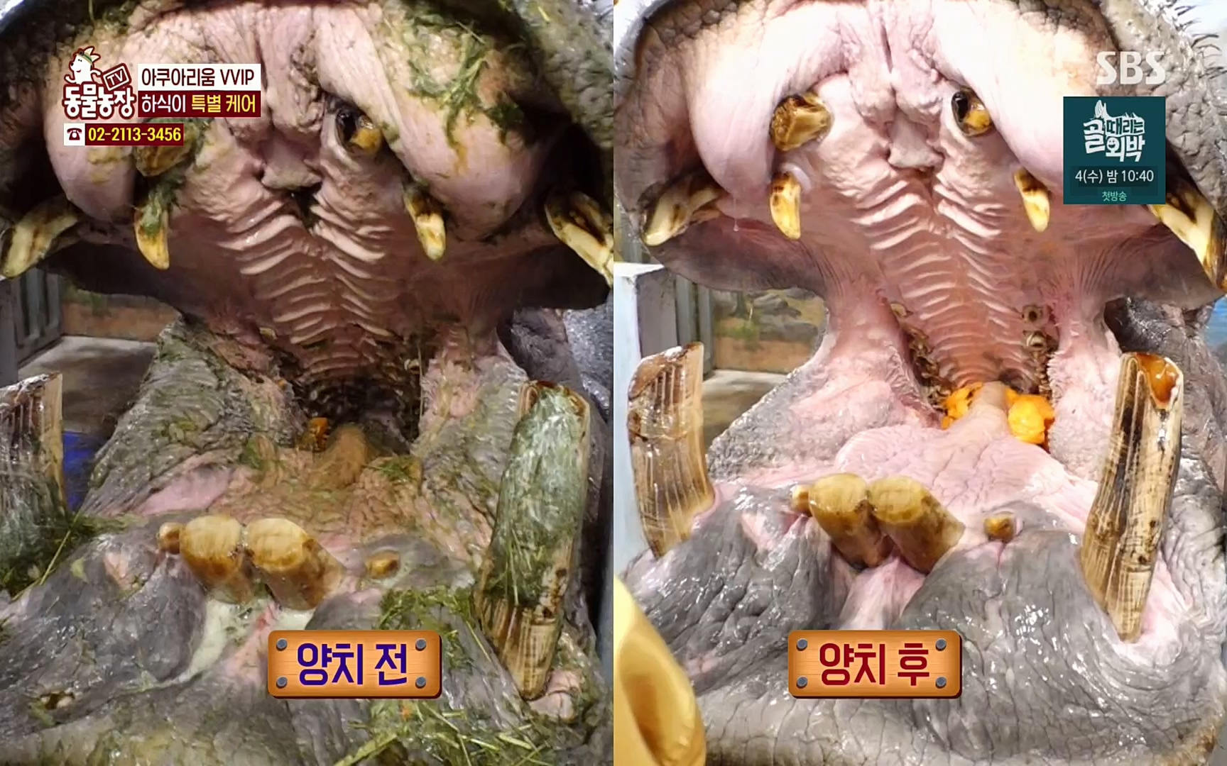 TV 동물농장.E1067.220501p.H264-F1RST.mp4_20220501_184958.228.jpg