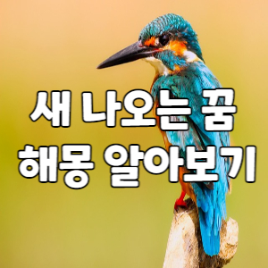 새-꿈해몽-알아보기