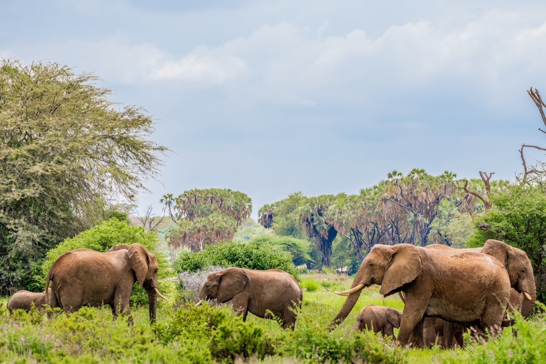 Wildlife