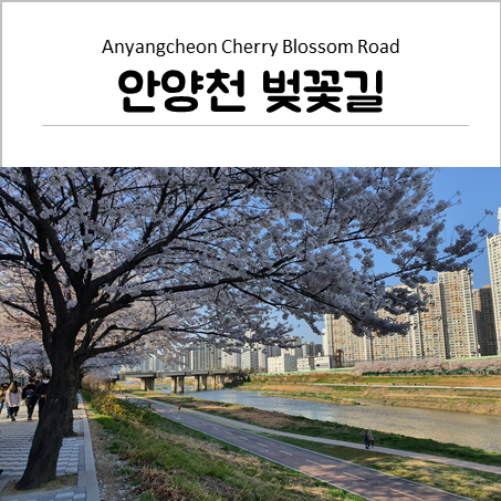  안양천 벚꽃길 산책 코스 및 주차정보