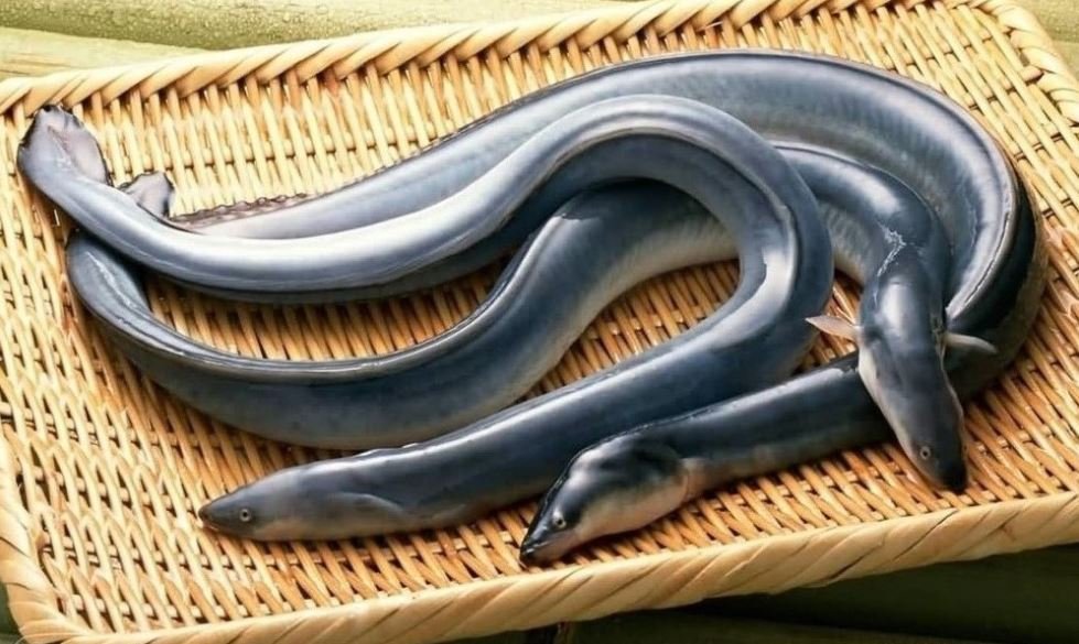 바구니속 장어이미지