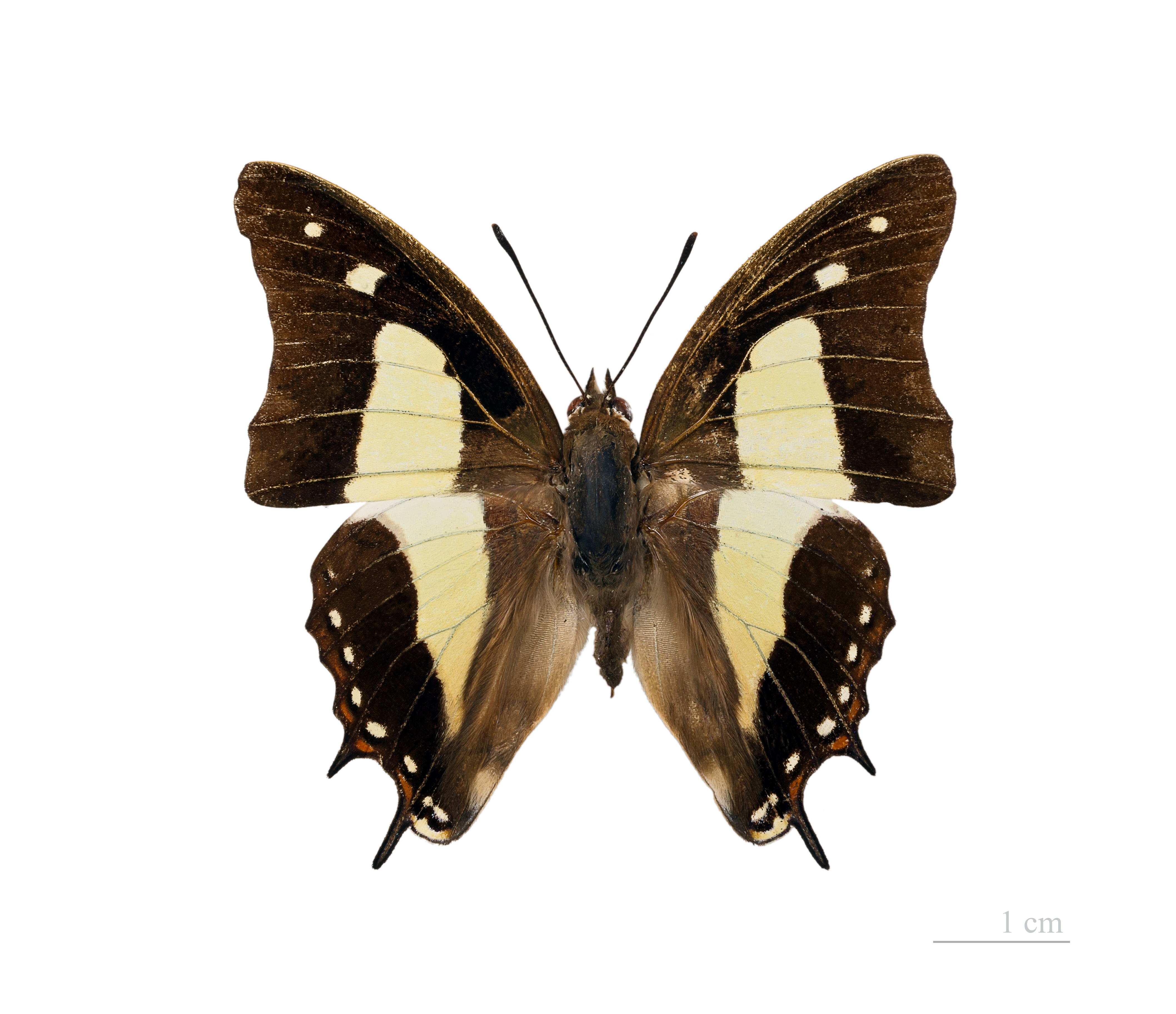 [곤충] Polyura athamas