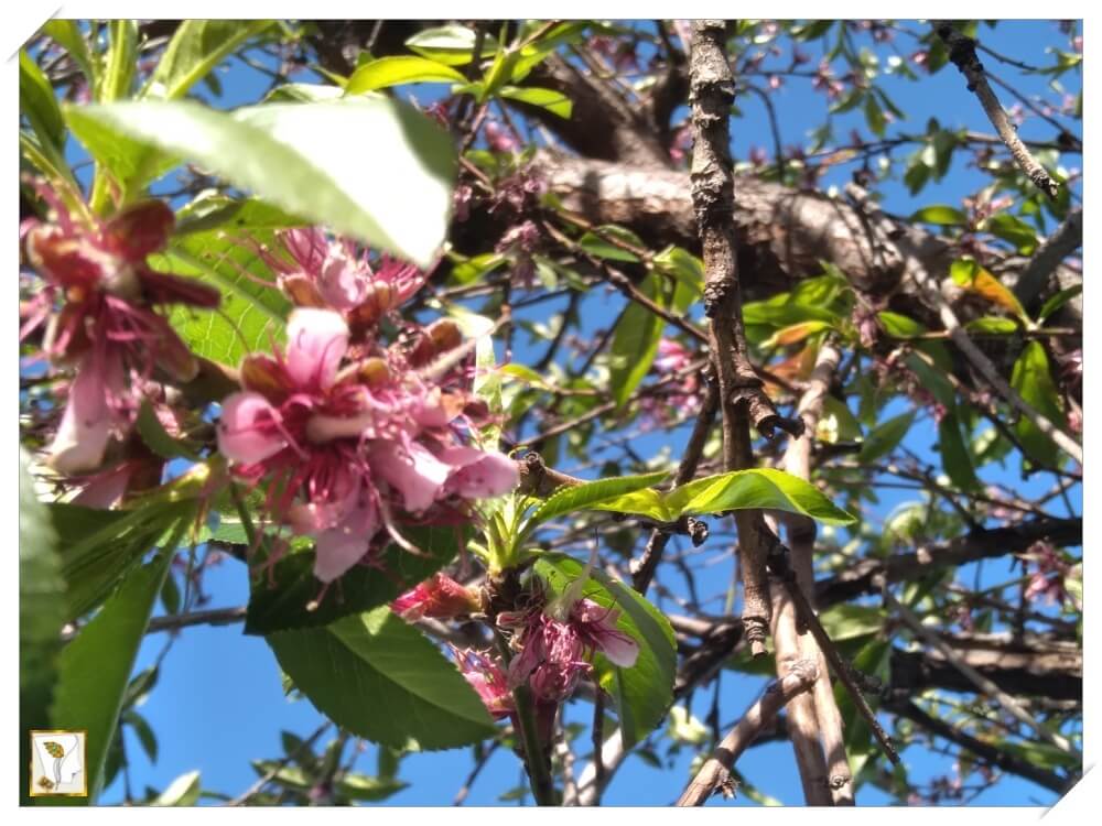 고목나무에서-봄을 알리는 복숭아꽃