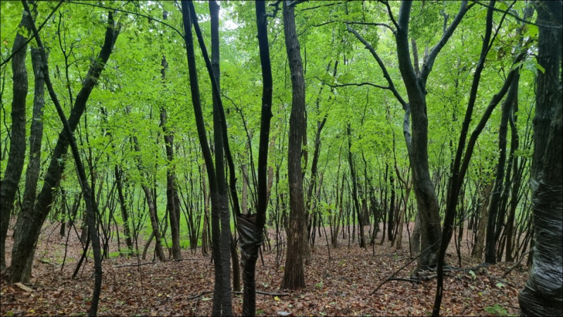 숲