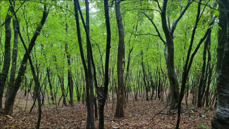  장맛비 내리는 청계산을 걷다 I 매봉에서 옥녀봉으로