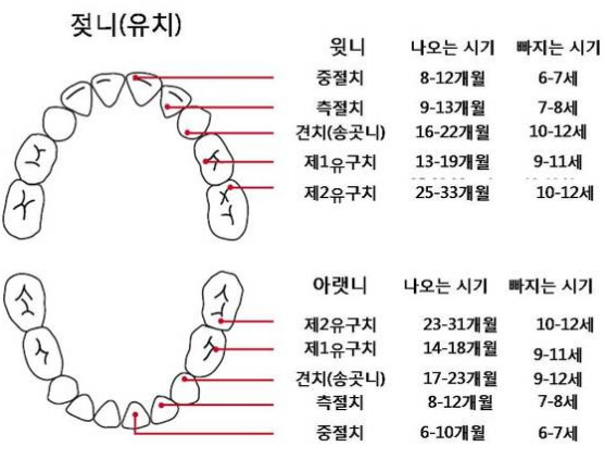  유치와 영구치 나오는 나이