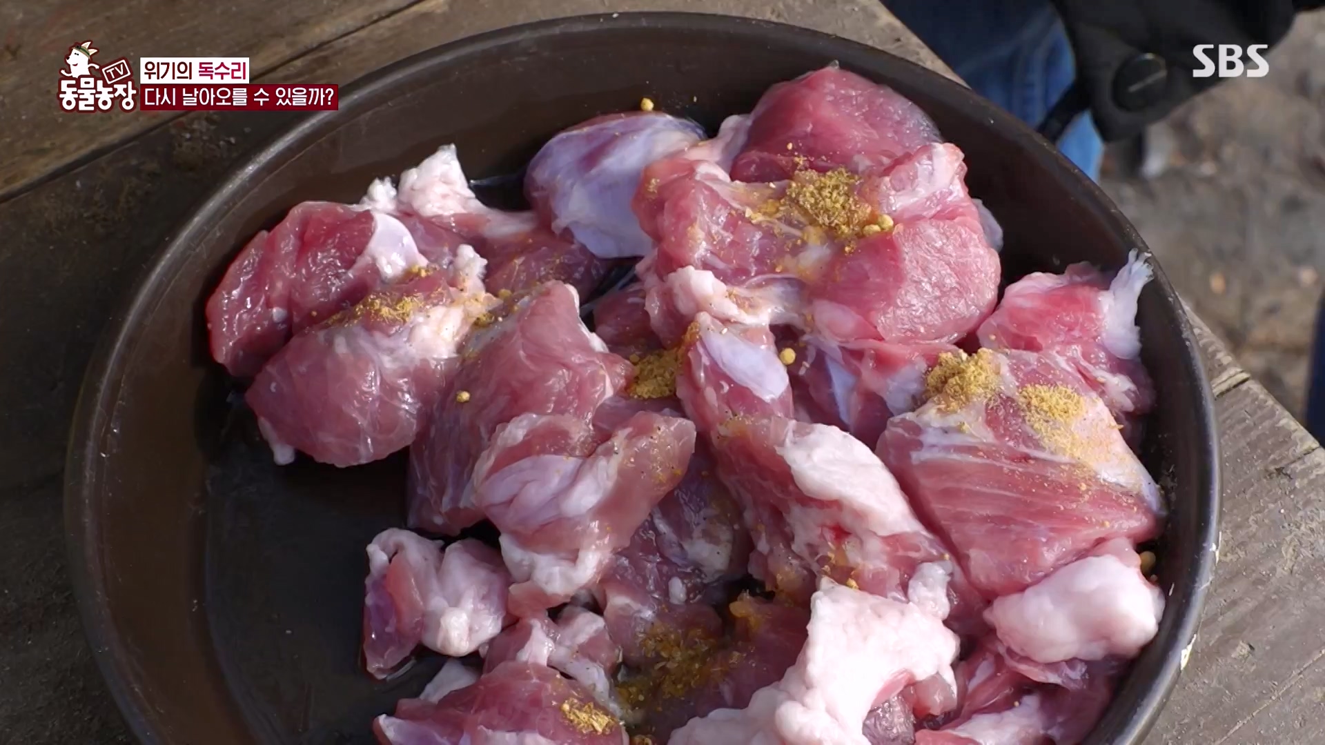 TV 동물농장.E1157.240204p-NEXT.mp4_20240204_172402.347.jpg