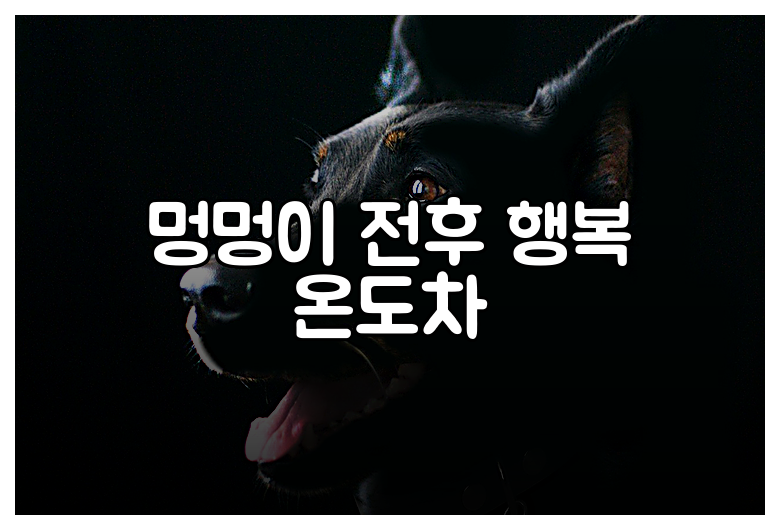 멍멍이 전후 행복 온도차