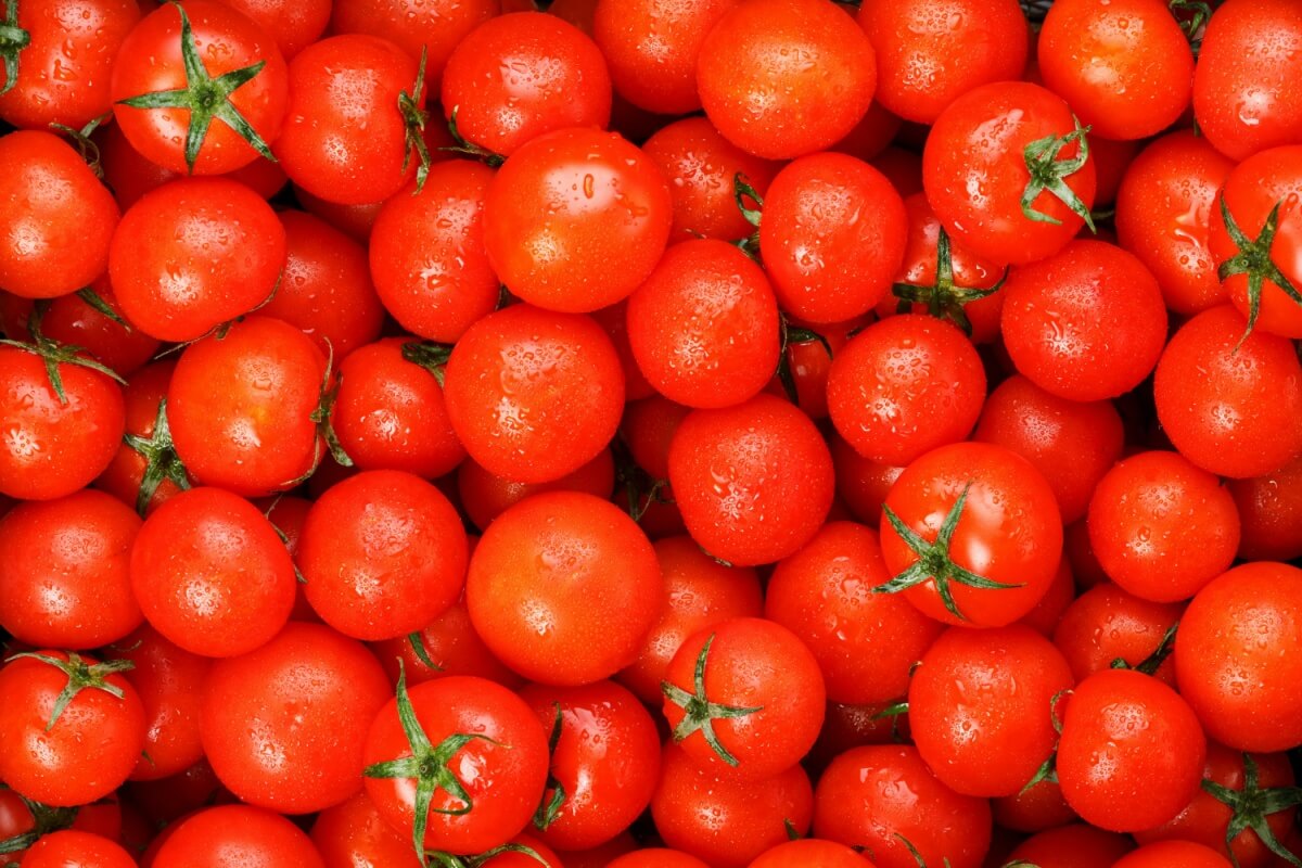 빨간-토마토