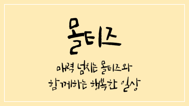  매력 넘치는 몰티즈