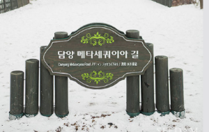 담양 메타세쿼이아길
