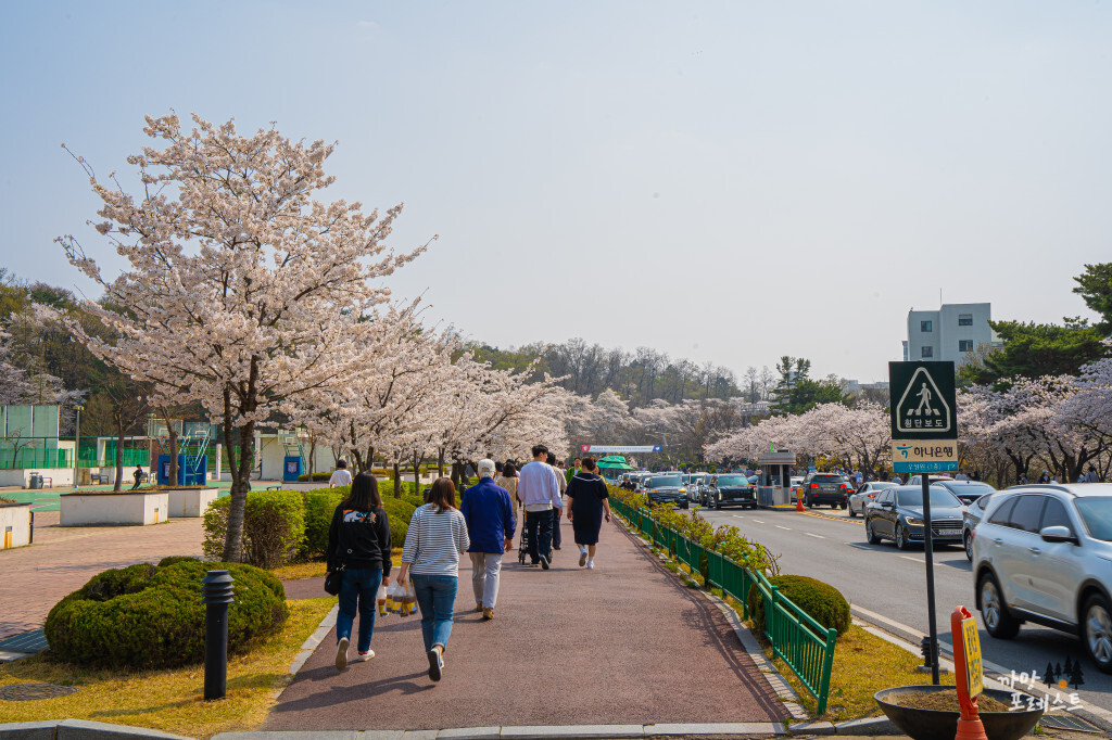 경희대 국제 캠퍼스 벚꽃 나들이