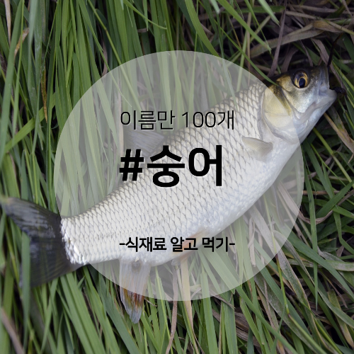  알고 먹기 51. #숭어