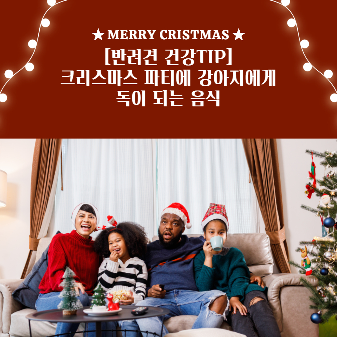  [반려견 건강 TIP] 크리스마스파티에 강아지에게 독이 되는 음식