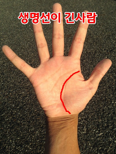  손금의 생명선 길이로 살펴보는 생명의 의미를 알아 봅시다.