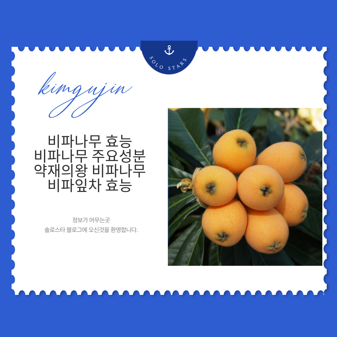 비파나무 사진