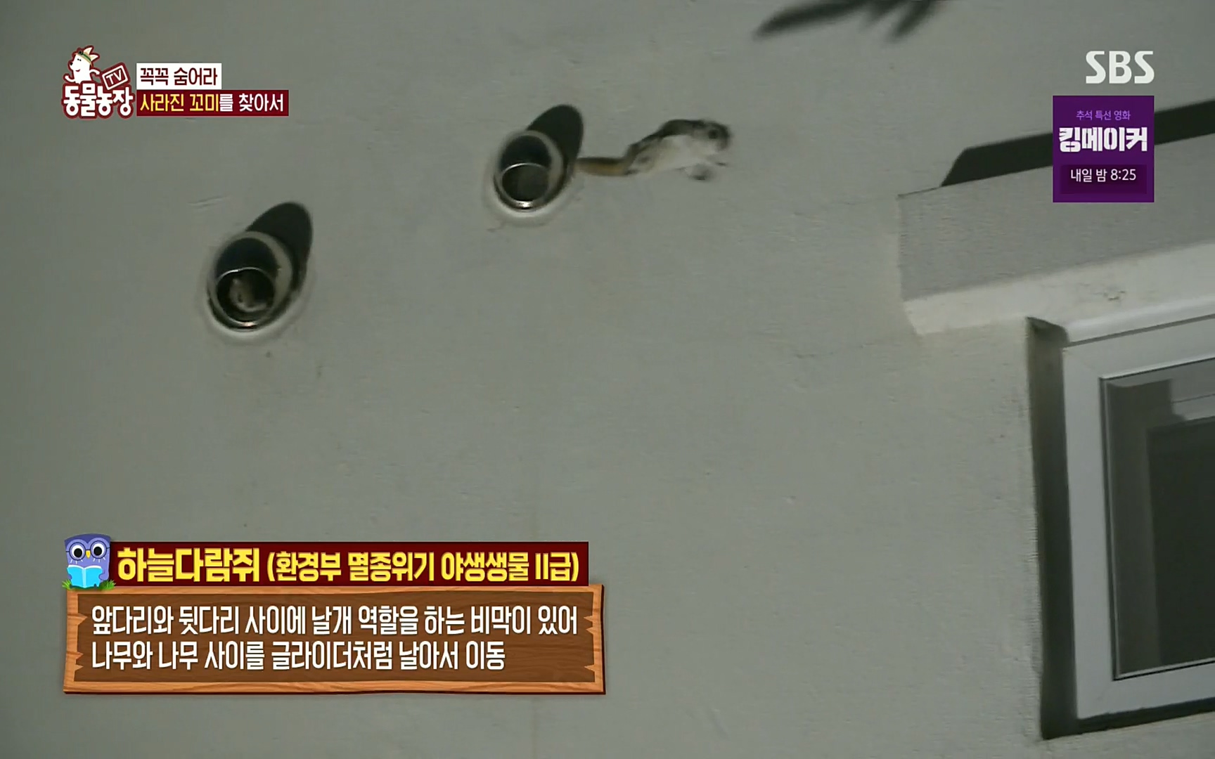 TV 동물농장.E1086.220911p.H264-F1RST.mp4_20220911_172048.092.jpg