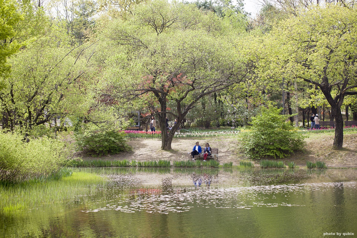 벚꽃 뒤의 튤립, 서울 성수동 튤립명소 '서울숲' 2