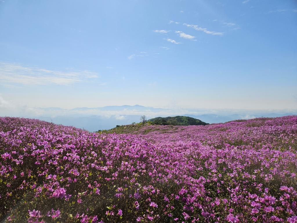 https://happywoneylife.com/entry/
황매산-철쭉제-개화시기부터-축제정보까지-총정리-:-주차·등산코스·숙소