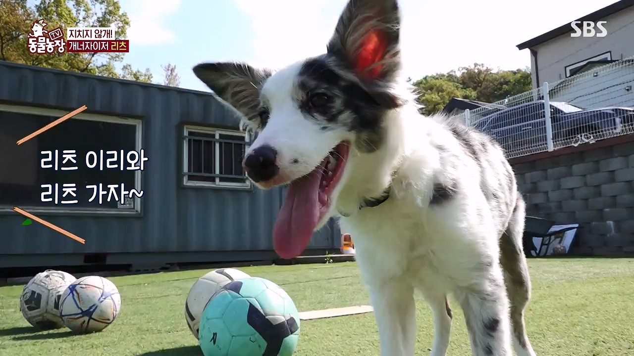 TV 동물농장.E1174.240603p-NEXT.mp4_20240602_155737.827.jpg