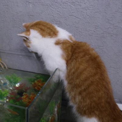 고양이물고기
