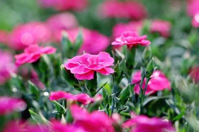 분홍색 카네이션 꽃들