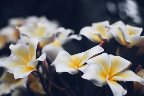 하얀색-열대꽃