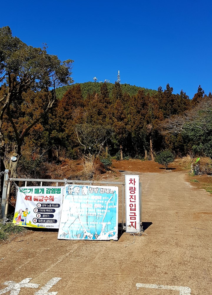 금오름 제주 서쪽 오름 추천 제주 억새 가을 여행코스