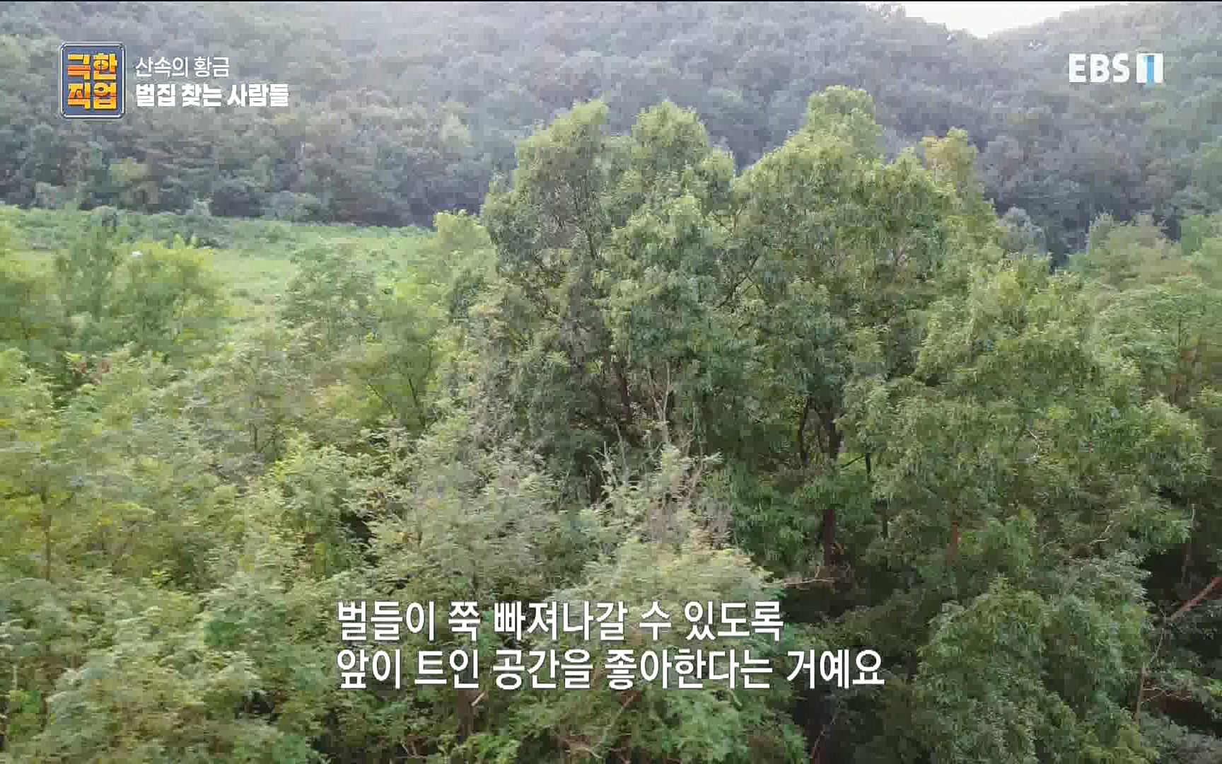 벌집 찾는 사람들.mp4_20221006_212349.222.jpg