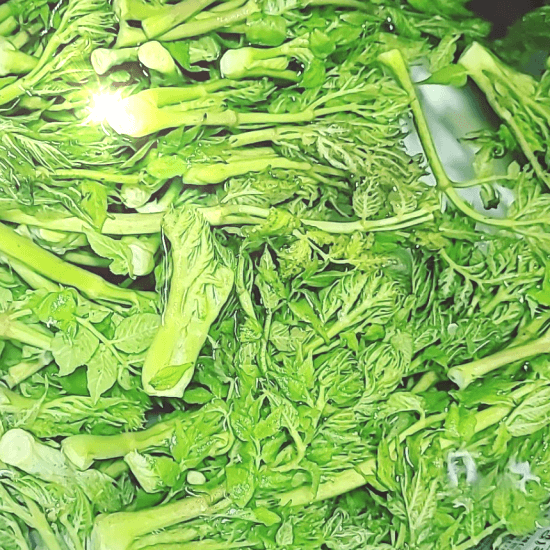 두릅-사진