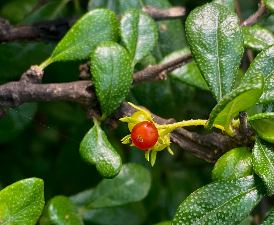 Ripening