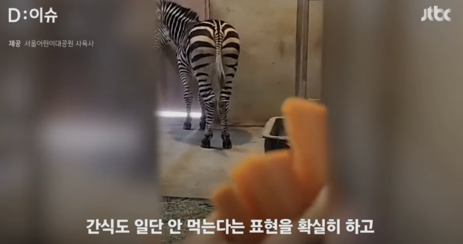 얼룩말-세로-당근-단식-선언-사진